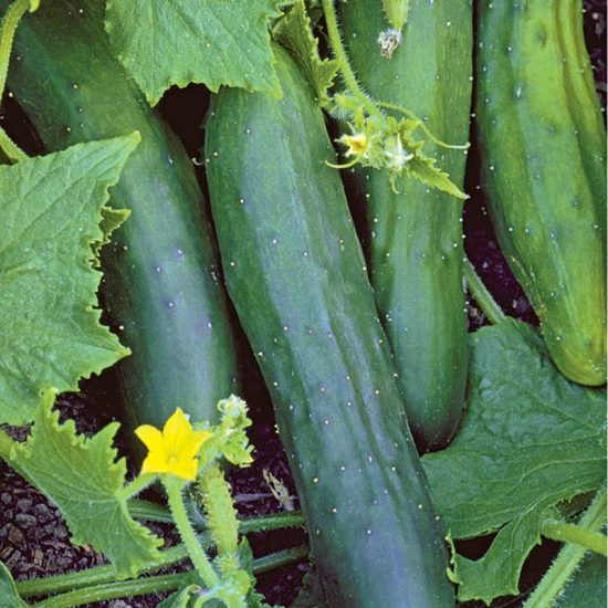 Organic Sweet Marketmore Cucumber Seed