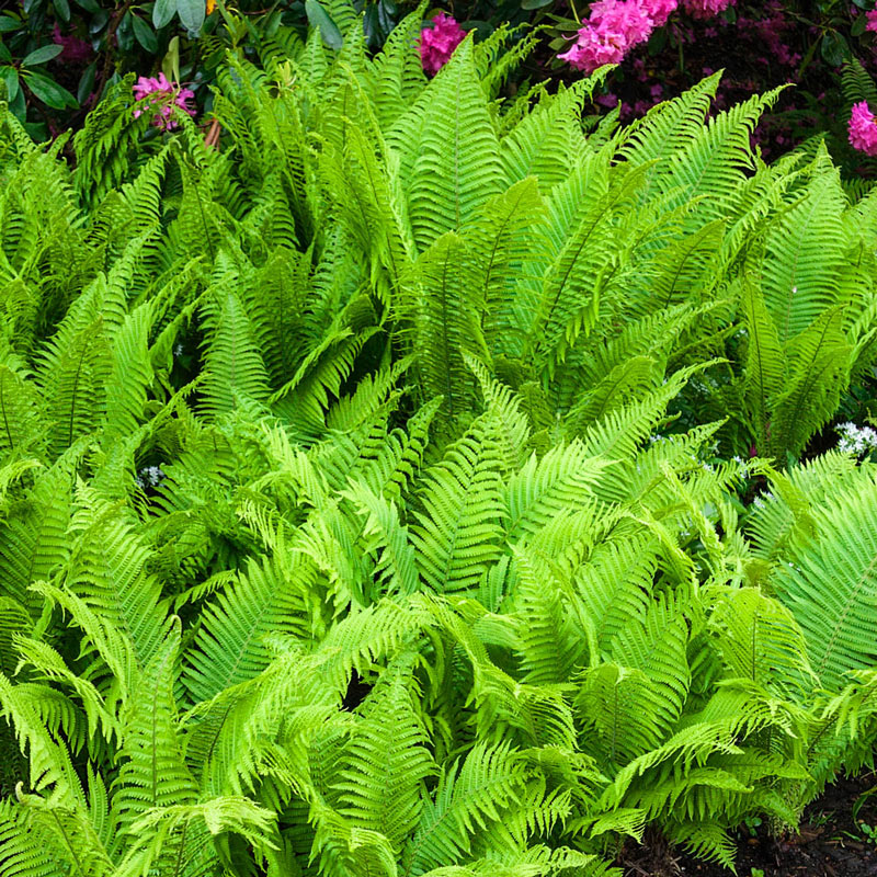 Ostrich Fern Plant