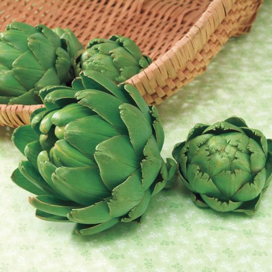 Imperial Star Artichoke Seed