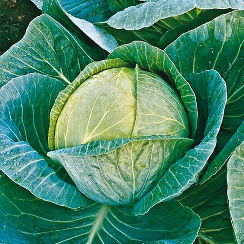 Megaton Hybrid Cabbage Seed