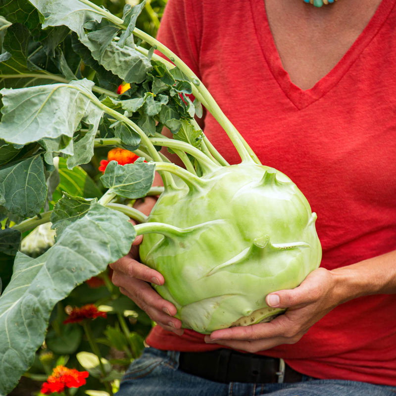 Kossak Hybrid Kohlrabi Seed