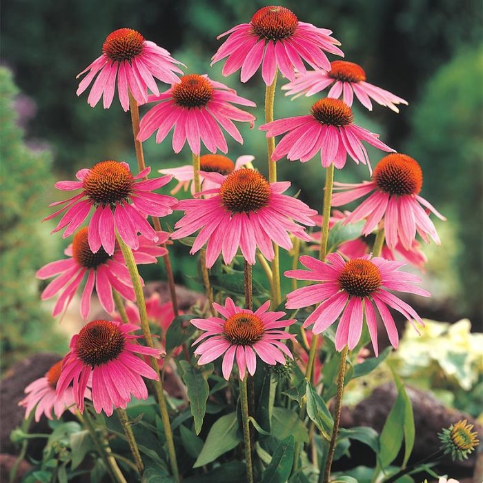 Echinacea Plant