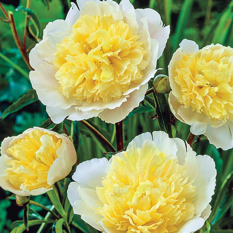 Primevere Peony Plant