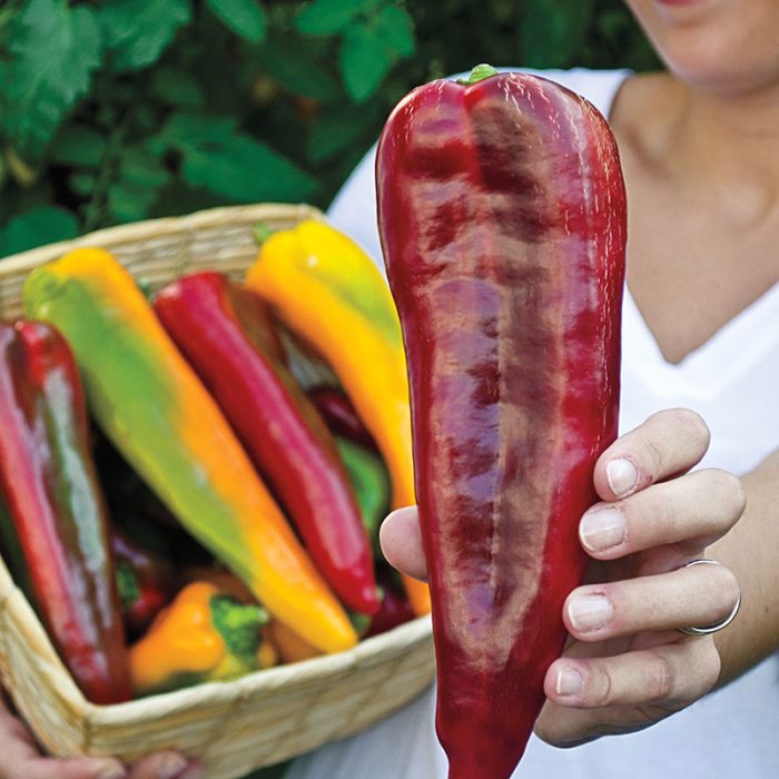 Double Delight Hybrid Sweet Pepper