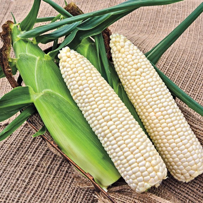 Glacial Hybrid Sweet Corn Seed (sh2)