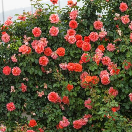 Above All Climbing Rose