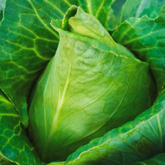 Sweetheart Lettage & Hybrid Tender Leaf Cabbage Seed