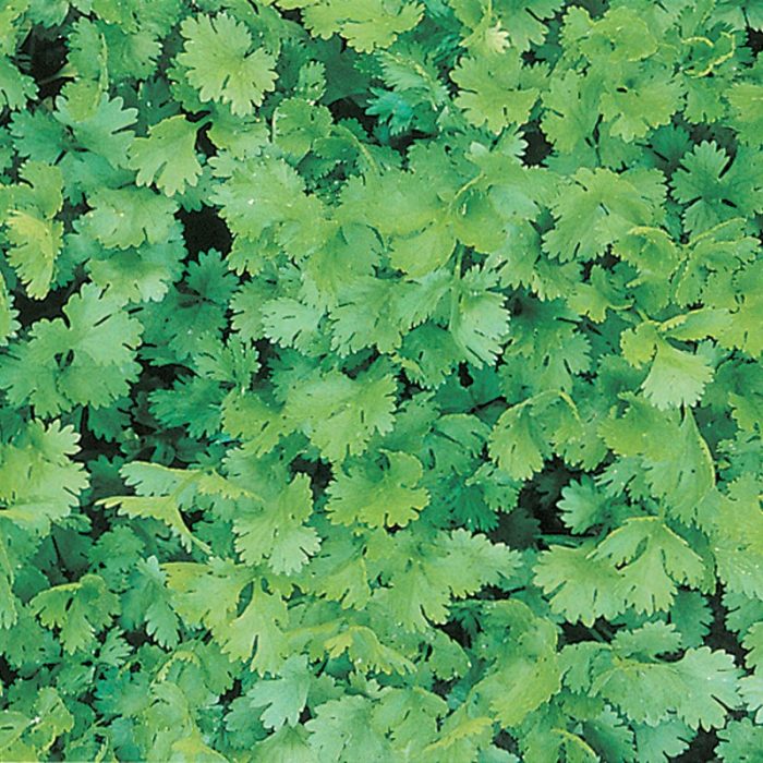 Coriander / Cilantro Herb — Plant