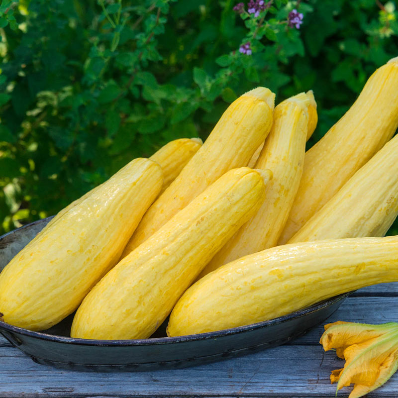 Multipik Hybrid Summer Squash Seed