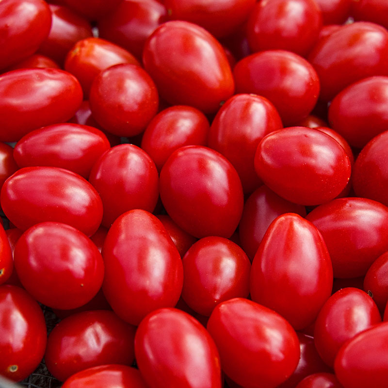 Jelly Beans Hybrid Tomato