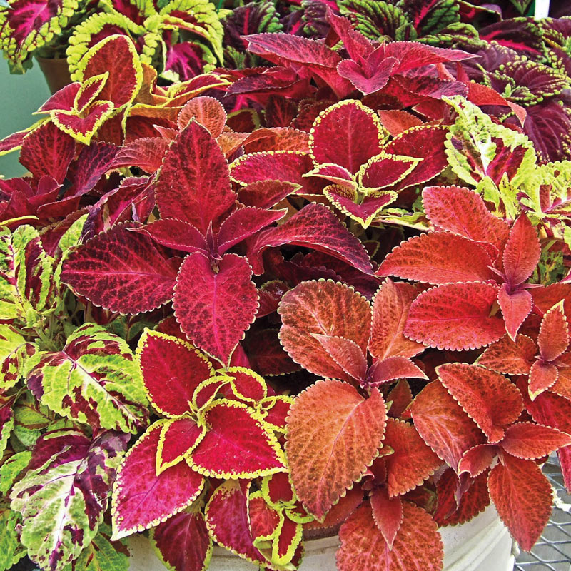 Wizard Mix Coleus Seed