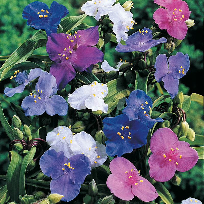 Spiderwort Plant Mix