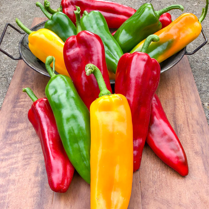 Triple Delight Hybrid Sweet Pepper