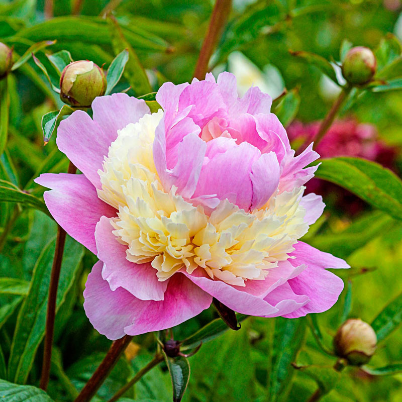 Sorbet Peony Plant