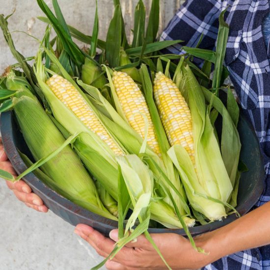 Gotta Have It & Hybrid Sweet Corn Seed