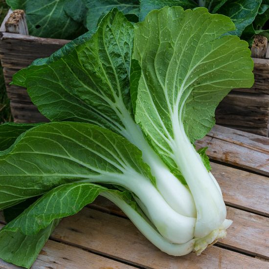 Bopak Hybrid Pak Choi Seed