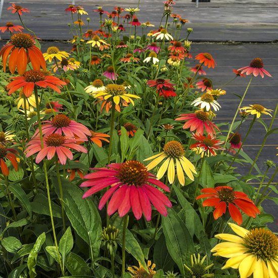 Cheyenne Spirit Coneflower