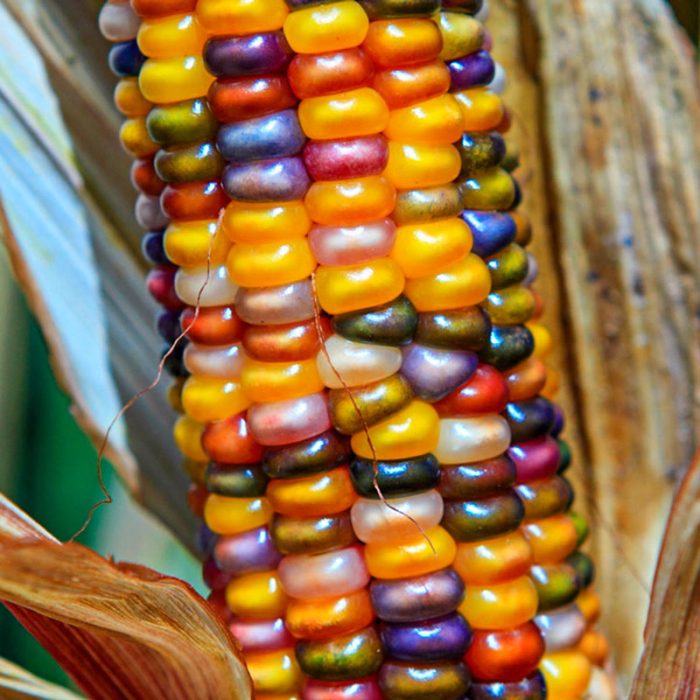 Glass Gem Ornamental Corn Seed