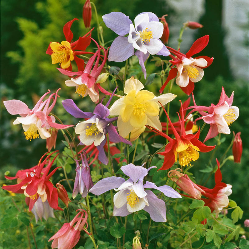 Mixed McKana Giant Columbine