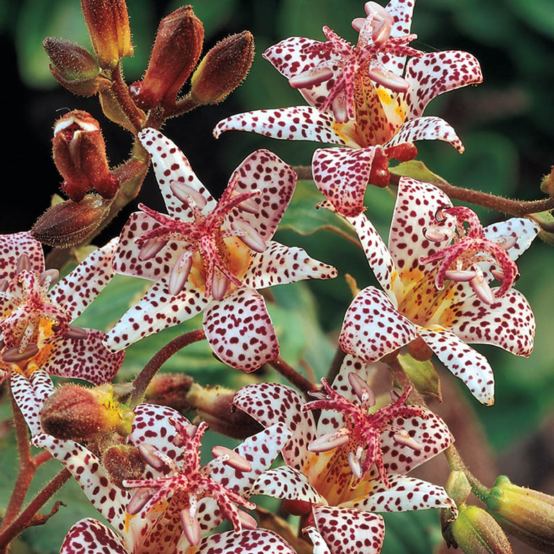 Toad Lilies