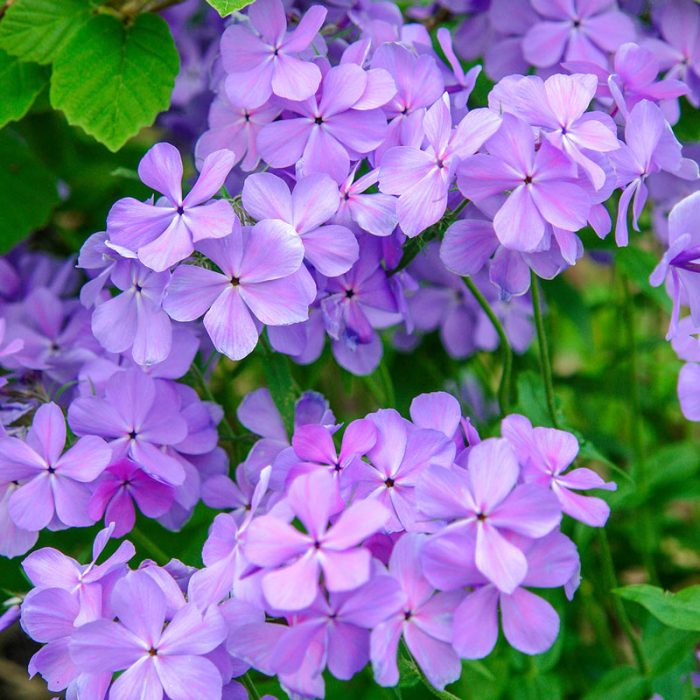 Blue Moon Phlox