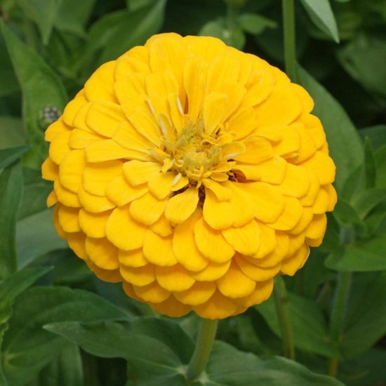 Canary Bird Zinnia Seed