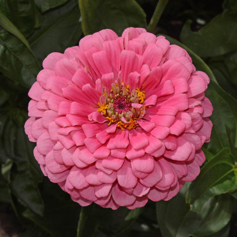 Rose Zinnia Seed