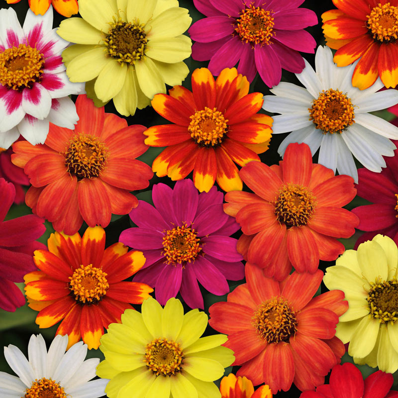 Zahara & Improved Zinnia Seed Mix