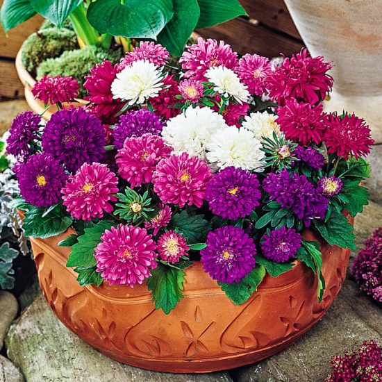 Aster Pot 'N Patio Mix