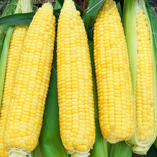 Inferno Hybrid Sweet Corn Seed (sy)