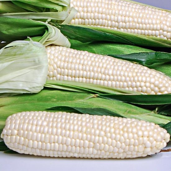 Eden Hybrid Sweet Corn Seed (sh2)