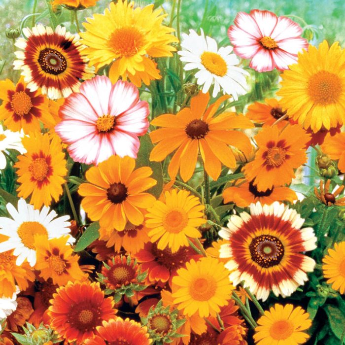 Daisy Seed Mix