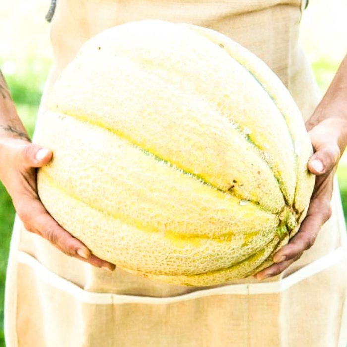 El Gordo Hybrid Melon Seed