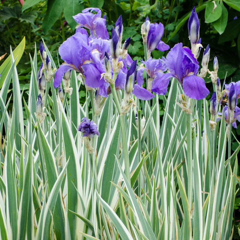 Silver Variegated Iris