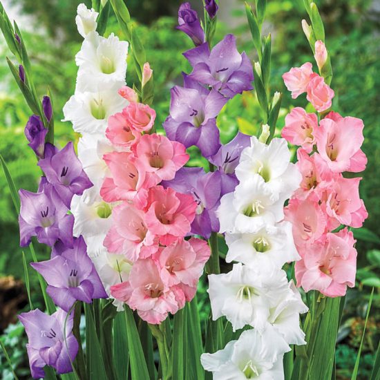 Gladiolus Pastel Mix