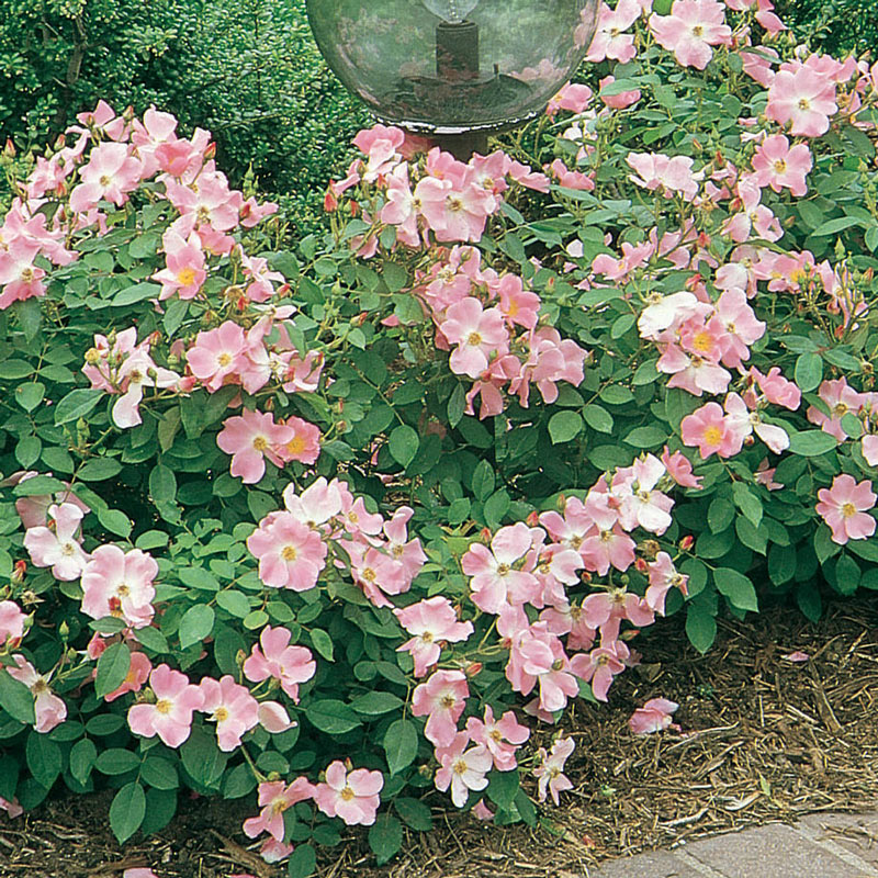 Nearly Wild Shrub Rose