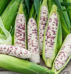 Wild Violet Hybrid Sweet Corn Seed