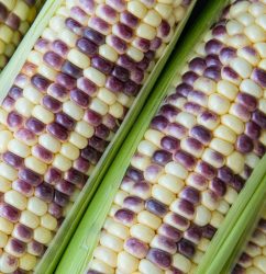 Wild Violet Hybrid Sweet Corn Seed