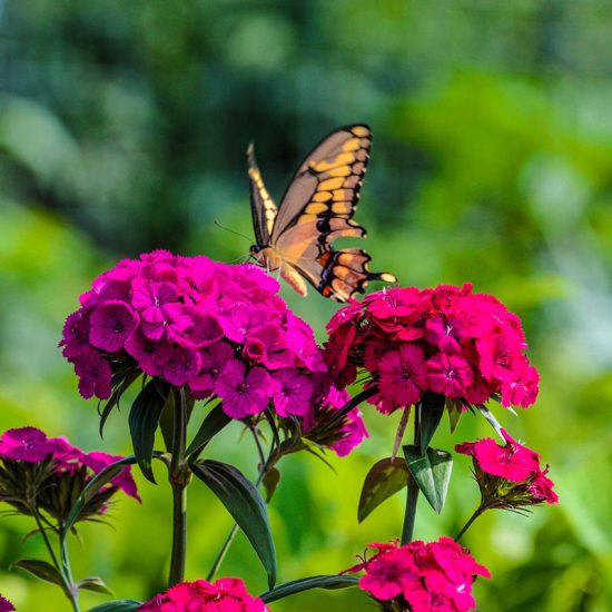 Amazon Neon Duo Dianthus Seed