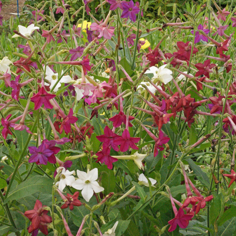 Sensation Mixed Flowering Tobacco