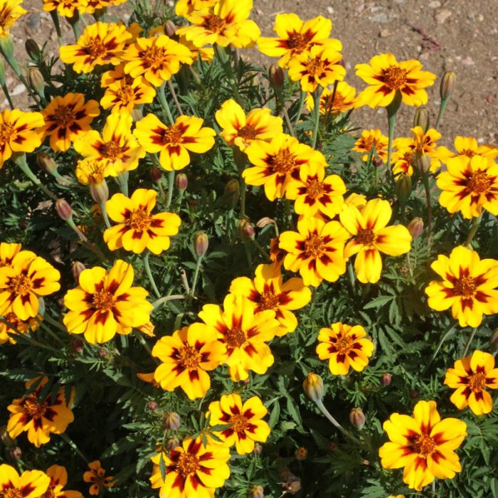 Dainty Marietta French Marigold