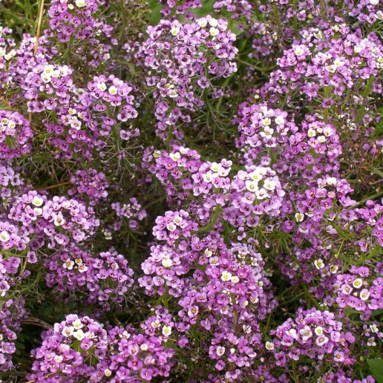 Dwarf Royal Carpet Sweet Alyssum