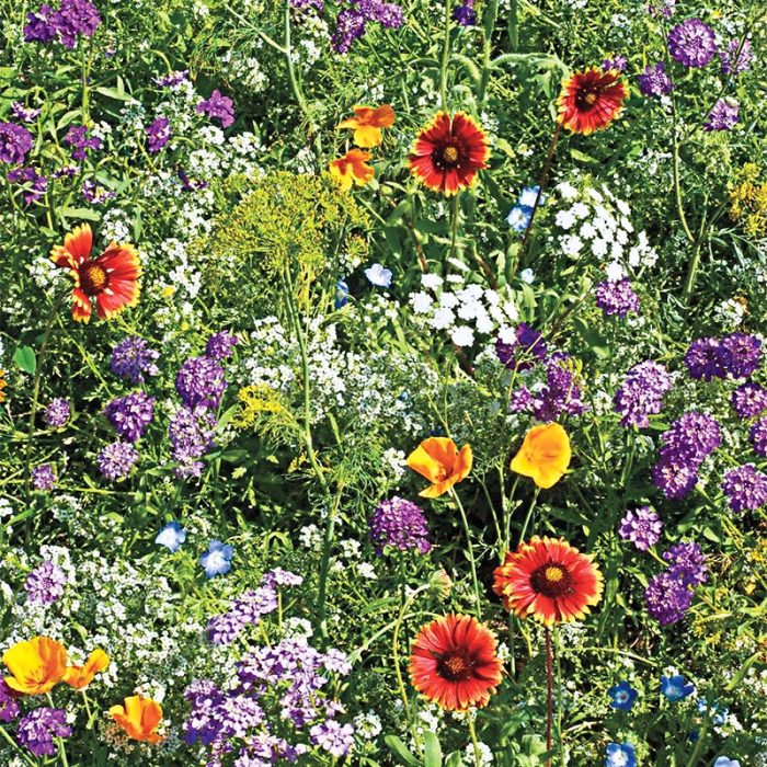 Beneficial Bug Wildflower Seed Blend