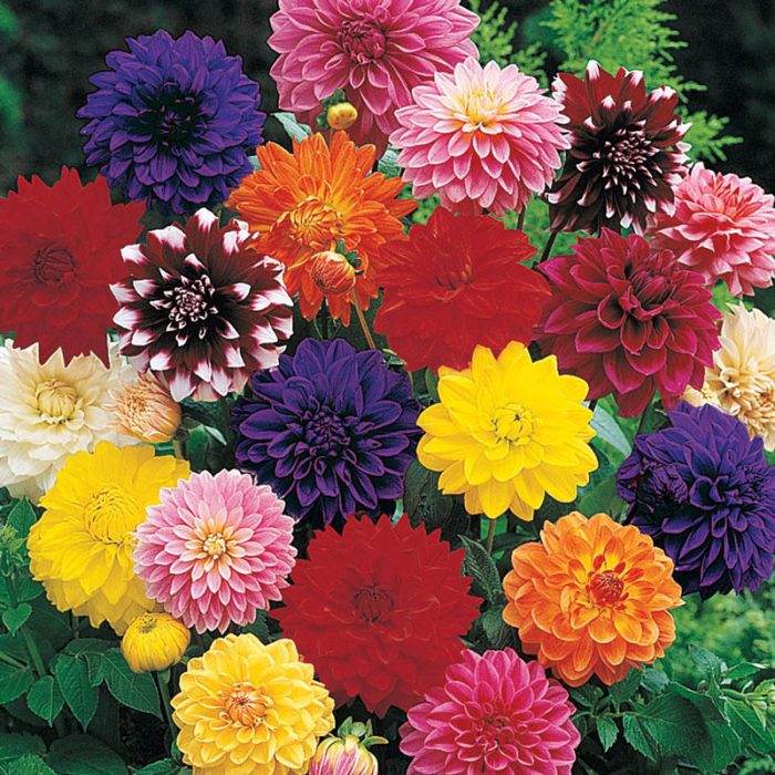 Decorative Dahlia Tuber Mix