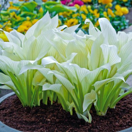 Filigree Hosta Plant