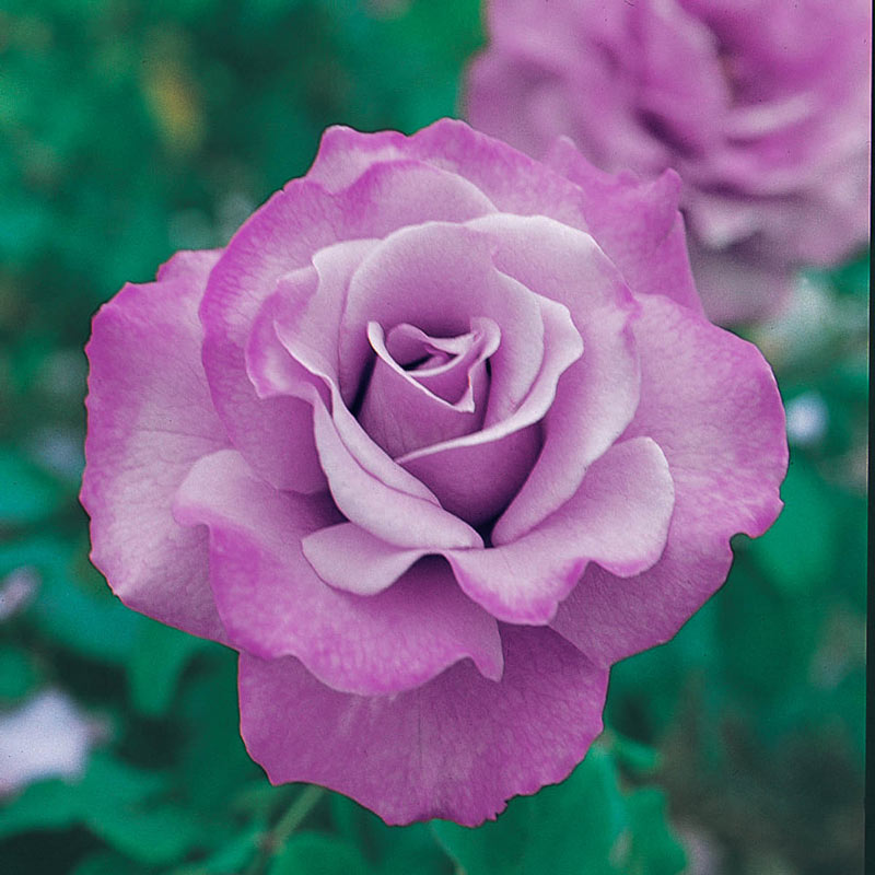 Our Choice Jumbo Floribunda Rose