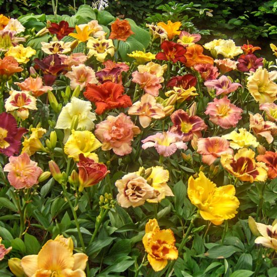 Breeders Choice Daylily Collection