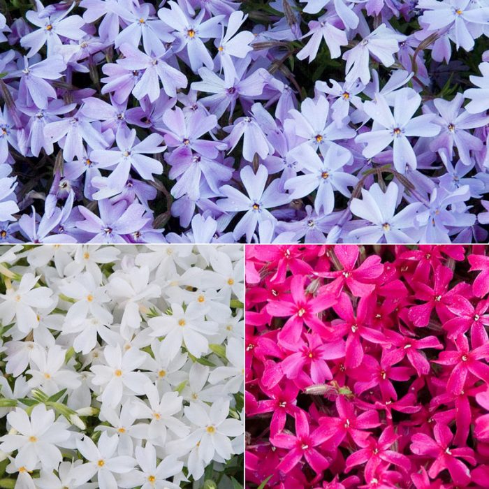 Carpet Phlox Mix