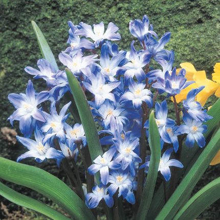 Chionodoxa — Glory of the Snow