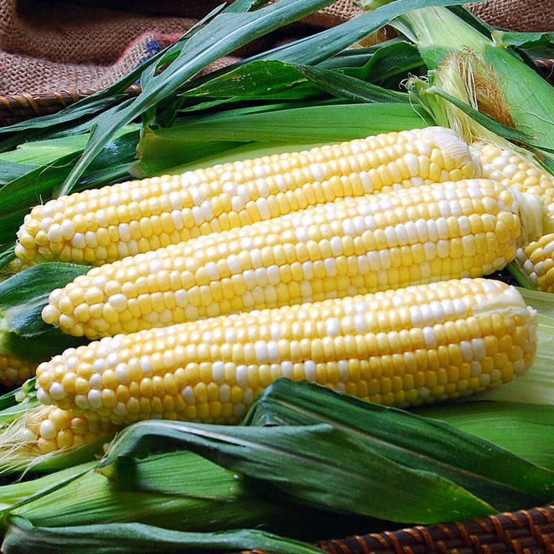 Solstice Sweet Corn